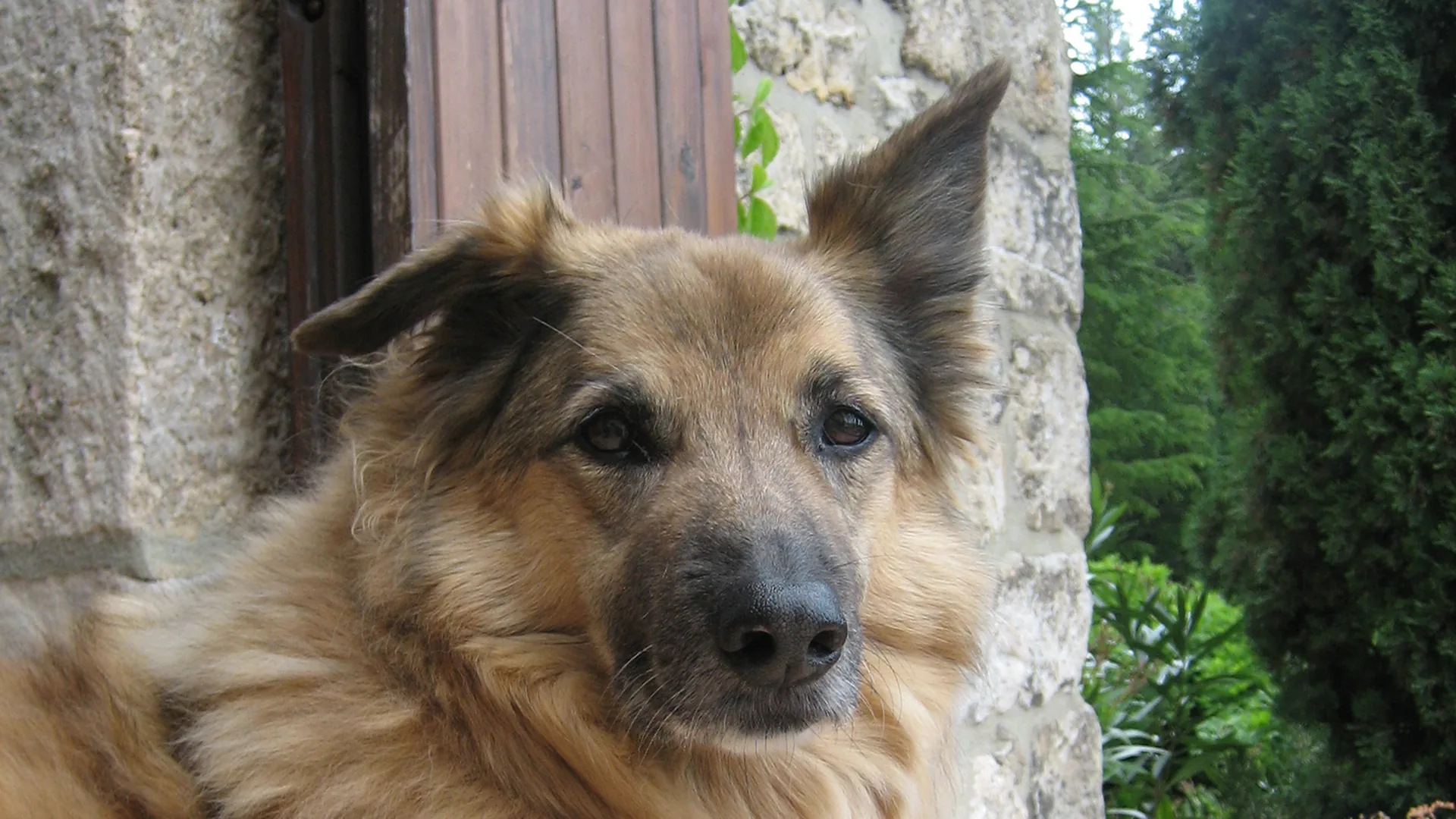 Ardèche mit Hund