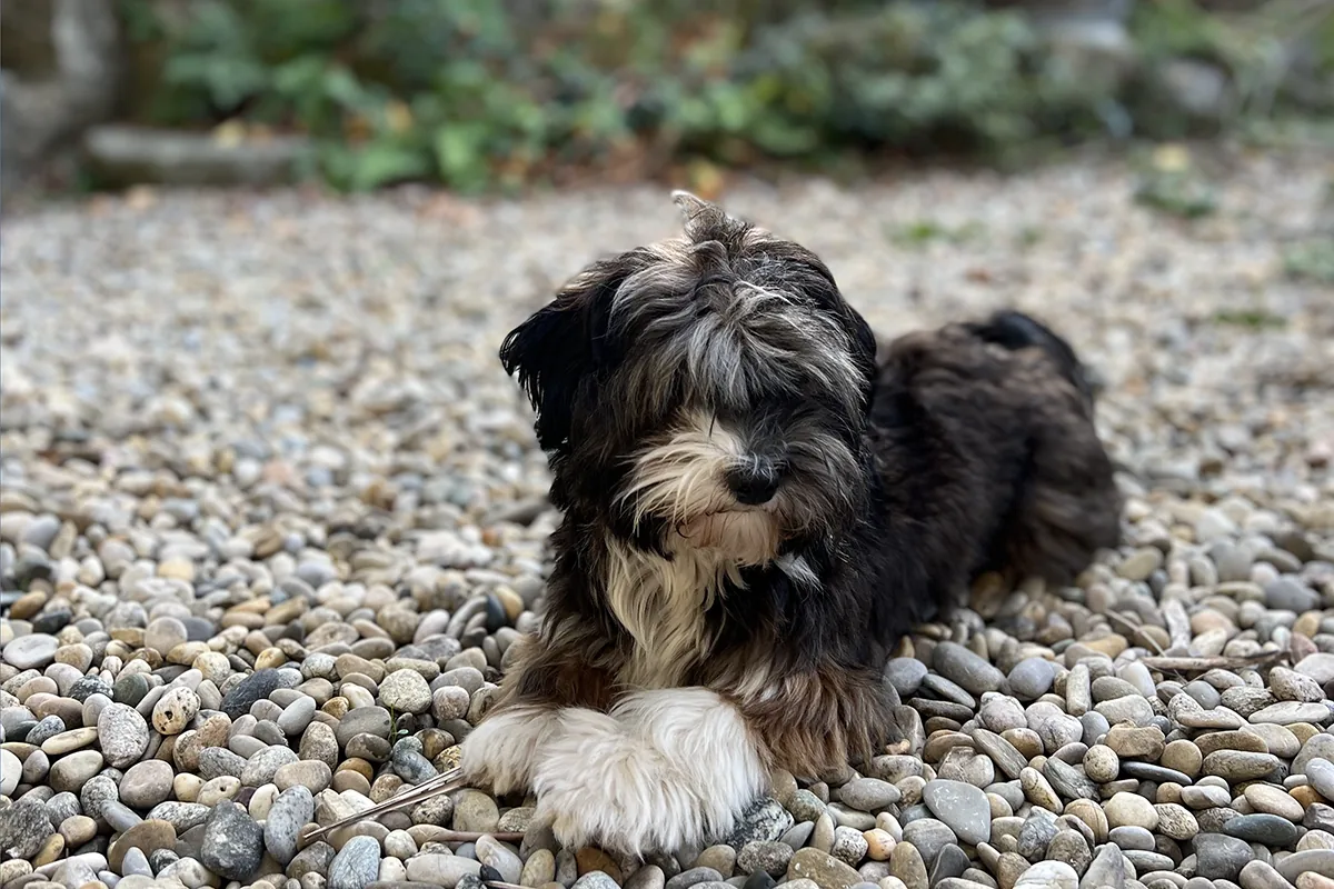 Hund auf Terrasse